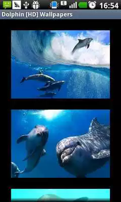 Play Dolphin [HD] Wallpapers